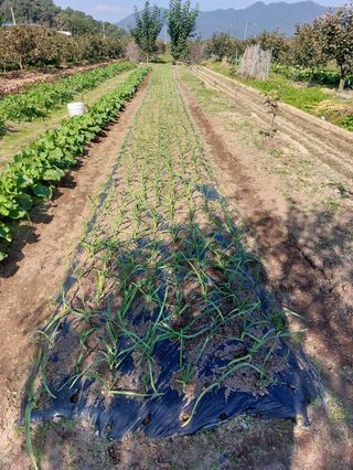 손수열님의 기타작물 · 영농일지 작성글 사진