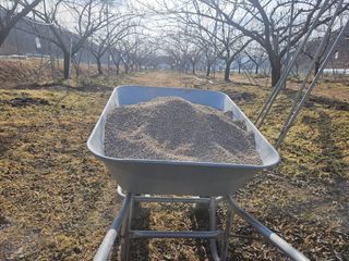 도담자두 샤인포도님의 포도 · 영농일지 작성글 사진