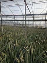 팜모닝 기타작물·영농일지 게시글 이미지