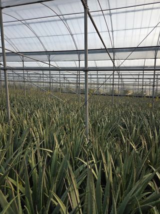 제주온님의 기타작물 · 영농일지 작성글 사진