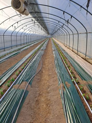 윤은성님의 오이 · 영농일지 작성글 사진