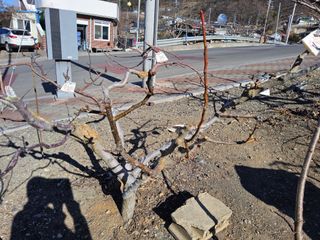 김용대님의 사과 · 영농일지 작성글 사진