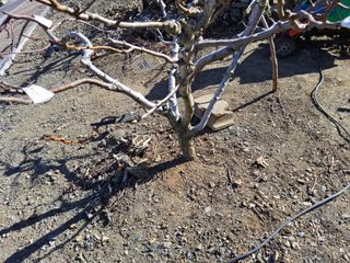 김용대님의 사과 · 영농일지 작성글 사진