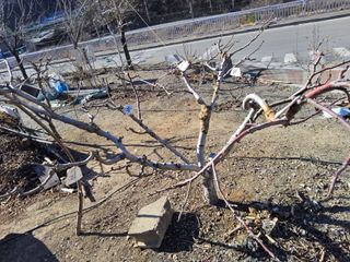 김용대님의 사과 · 영농일지 작성글 사진