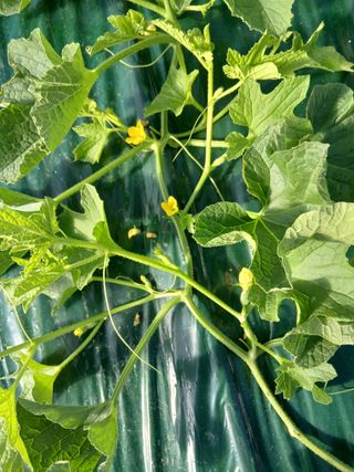 조영임님의 기타작물 · 영농일지 작성글 사진