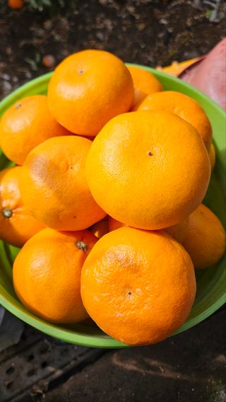 한담스카이농장님의 귤 · 영농일지 작성글 사진