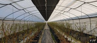 류근택님의 블루베리 · 영농일지 작성글 사진