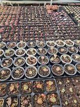 팜모닝 기타작물·영농일지 게시글 이미지