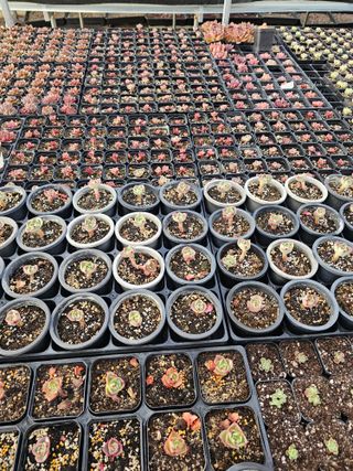 신상섭님의 기타작물 · 영농일지 작성글 사진