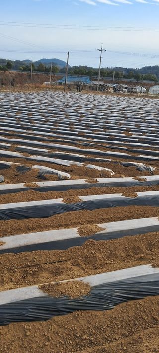 강춘원님의 감자 · 영농일지 작성글 사진