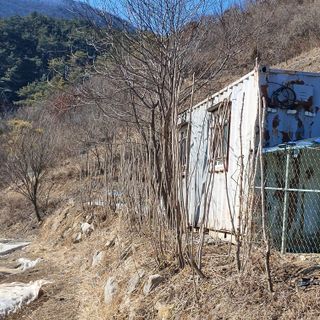 가로수님의 두릅 · 영농일지 작성글 사진