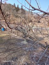 팜모닝 사과·영농일지 게시글 이미지