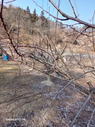손길준님의 사과 · 영농일지 작성글 사진