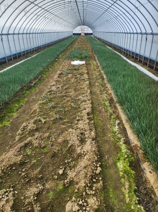 김저팔계님의 파 · 영농일지 작성글 사진