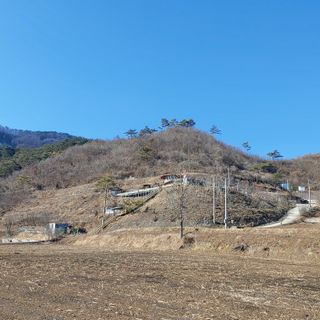 가로수님의 두릅 · 영농일지 작성글 사진