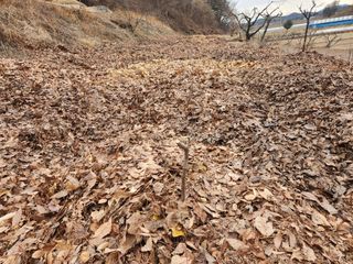 김재현님의 기타작물 · 영농일지 작성글 사진