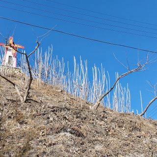 가로수님의 두릅 · 영농일지 작성글 사진