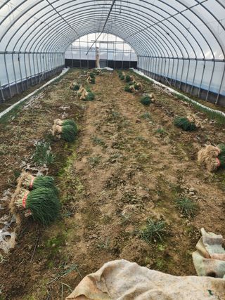 김저팔계님의 파 · 영농일지 작성글 사진