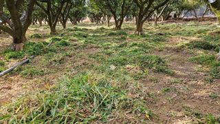 옥재벌님의 기타작물 · 영농일지 작성글 사진