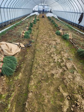 김저팔계님의 파 · 영농일지 작성글 사진