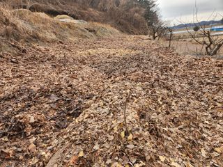 김재현님의 기타작물 · 영농일지 작성글 사진