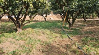 옥재벌님의 기타작물 · 영농일지 작성글 사진