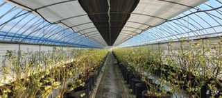 류근택님의 블루베리 · 영농일지 작성글 사진