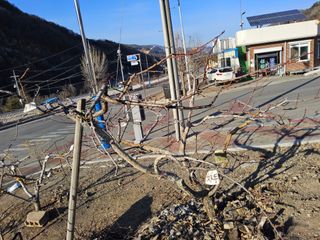 김용대님의 복숭아 · 영농일지 작성글 사진