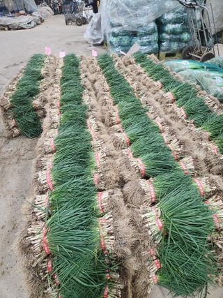 김저팔계님의 파 · 영농일지 작성글 사진