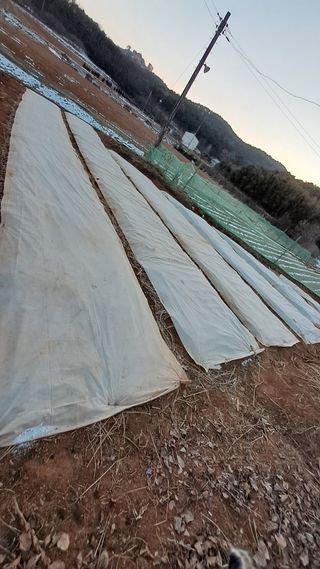 bpjh9173님의 마늘 · 영농일지 작성글 사진