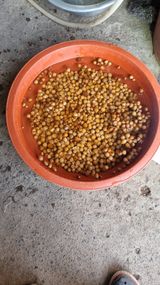 팜모닝 기타작물·영농일지 게시글 이미지