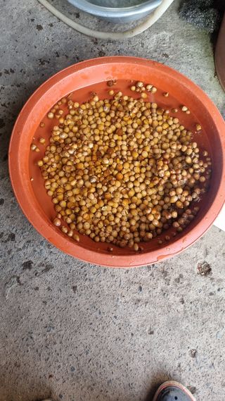 김동명님의 기타작물 · 영농일지 작성글 사진