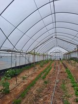 팜모닝 포도·영농일지 게시글 이미지