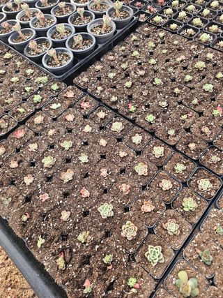 신상섭님의 기타작물 · 영농일지 작성글 사진