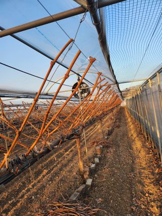 박유순님의 포도 · 영농일지 작성글 사진