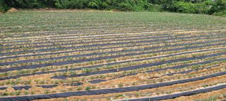 성산리농장(흑염소)님의 기타작물 · 영농일지 작성글 사진