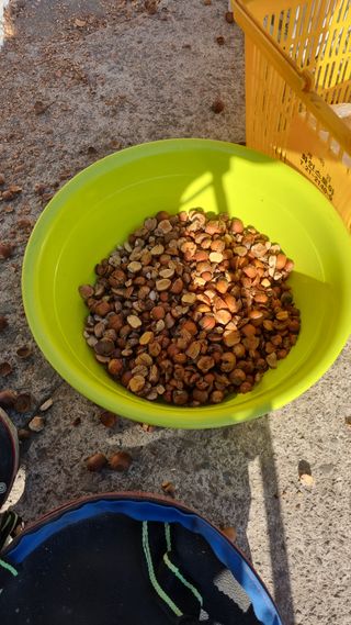 김동명님의 기타작물 · 영농일지 작성글 사진