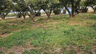 옥재벌님의 기타작물 · 영농일지 작성글 사진