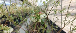 류근택님의 블루베리 · 영농일지 작성글 사진