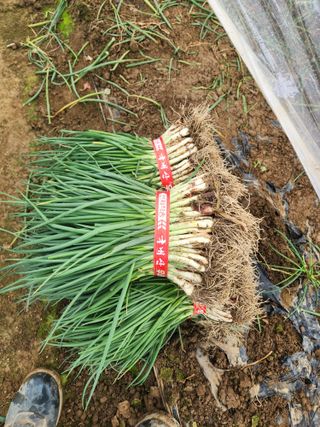 김저팔계님의 파 · 영농일지 작성글 사진