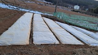 bpjh9173님의 마늘 · 영농일지 작성글 사진