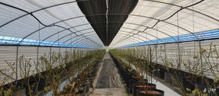 류근택님의 블루베리 · 영농일지 작성글 사진