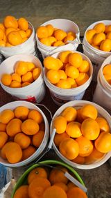 한담스카이농장님의 작성글 사진