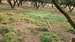 옥재벌님의 기타작물 · 영농일지 작성글 사진