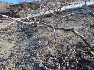 김용대님의 복숭아 · 영농일지 작성글 사진