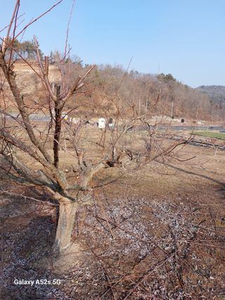 손길준님의 사과 · 영농일지 작성글 사진