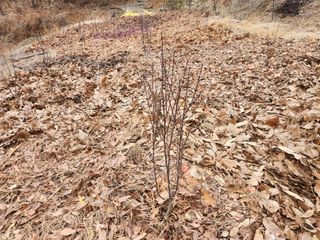 김재현님의 기타작물 · 영농일지 작성글 사진