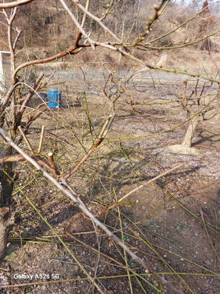 손길준님의 사과 · 영농일지 작성글 사진