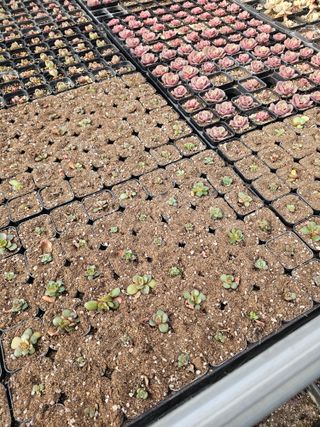 신상섭님의 기타작물 · 영농일지 작성글 사진