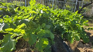 윤두현님의 기타작물 · 영농일지 작성글 사진